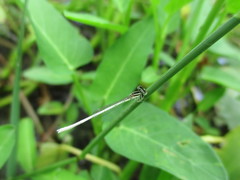 Agriocnemis lacteola