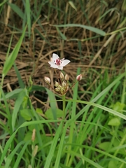 Butomus umbellatus