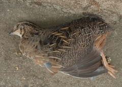 Coturnix delegorguei