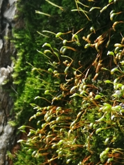 Bryophyta