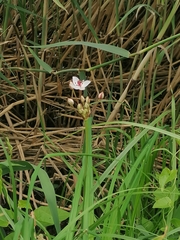 Butomus umbellatus