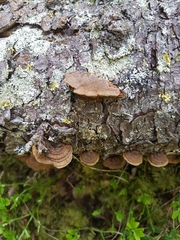 Fuscoporia viticola