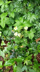 Fragaria vesca