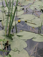 Nuphar lutea