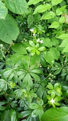 Galium odoratum