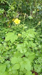 Geum urbanum