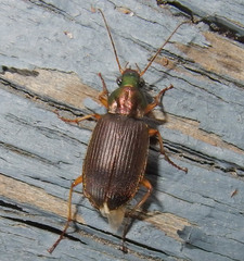 Chlaenius pennsylvanicus