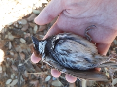 Passer hispaniolensis hispaniolensis