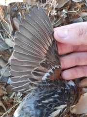 Passer hispaniolensis hispaniolensis