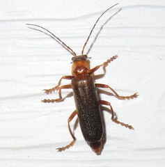 Cantharis rufa