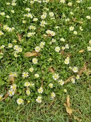Bellis perennis