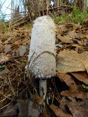 Coprinus comatus