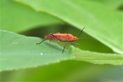 Leptocoris augur