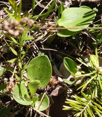 Parnassia glauca