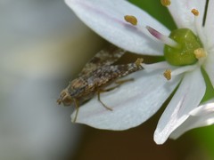 Tephritis vespertina