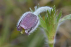 Pulsatilla campanella