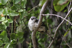 Mimus parvulus parvulus