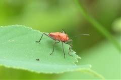 Leptocoris augur