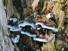Bjerkandera adusta