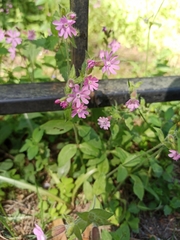 Silene dioica