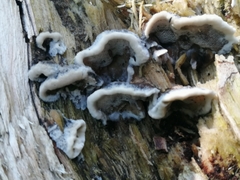 Bjerkandera adusta