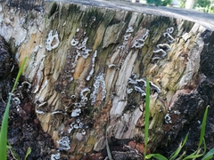 Bjerkandera adusta