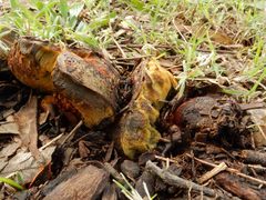 Phlebopus marginatus