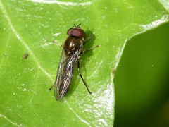 Platycheirus scutatus
