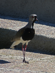 Vanellus chilensis
