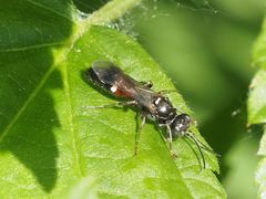 Alysson spinosus