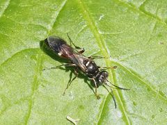 Alysson spinosus