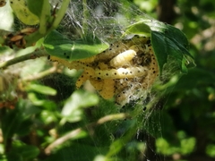 Pterygota