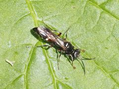 Alysson spinosus