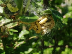 Pterygota