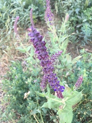 Salvia