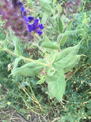Salvia