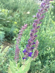 Salvia