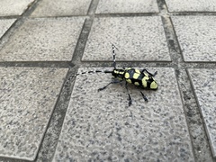 Anoplophora horsfieldii