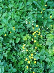Ranunculus repens