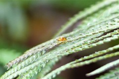 Aspidimorpha furcata