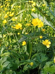 Ranunculus repens