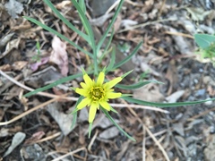 Tragopogon
