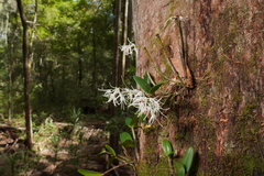 Dendrobium aemulum