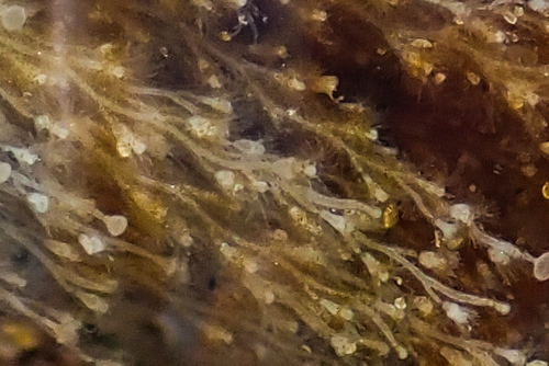 photo of Bean Clam  Hydroid (Eucheilota bakeri)