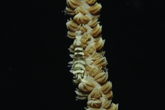 Pontonides ankeri