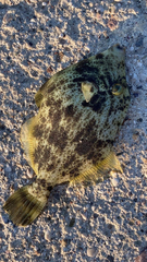 Stephanolepis diaspros