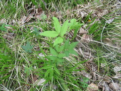 Vicia venosa baicalensis