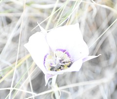 Calochortus macrocarpus macrocarpus
