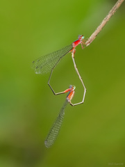 Teinobasis ruficollis