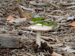 Volvopluteus gloiocephalus